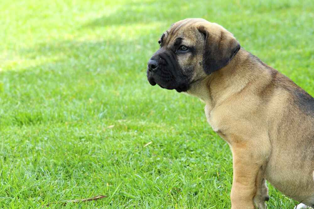 Милый щенок бразильского филы