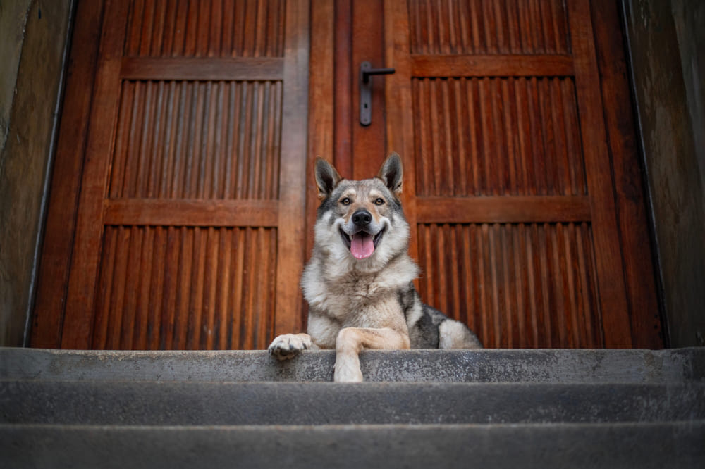 Чехословацкий влчак на крыльце