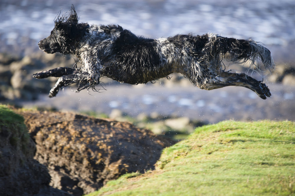 Большой мюнстерлендер прыгает