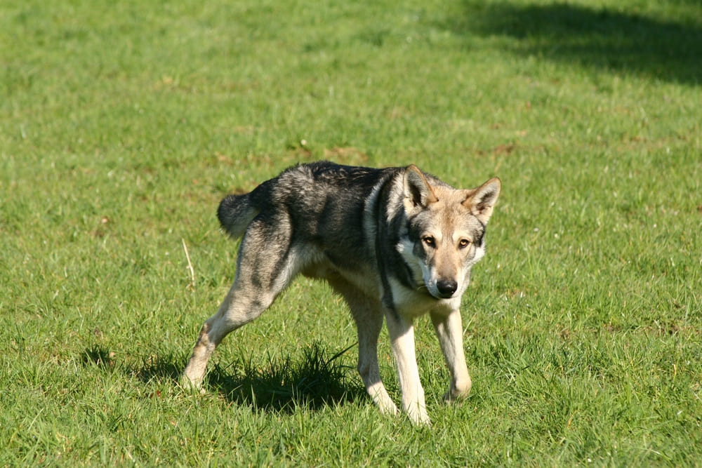 Порода волчья собака Сарлоса