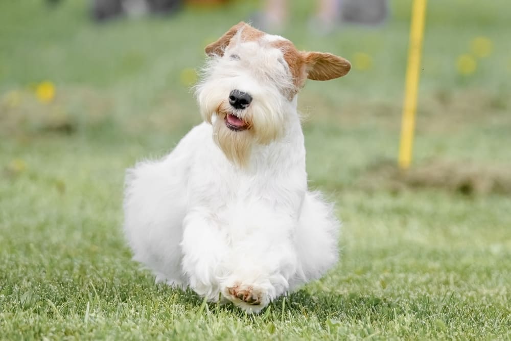 Собака силихем-терьер