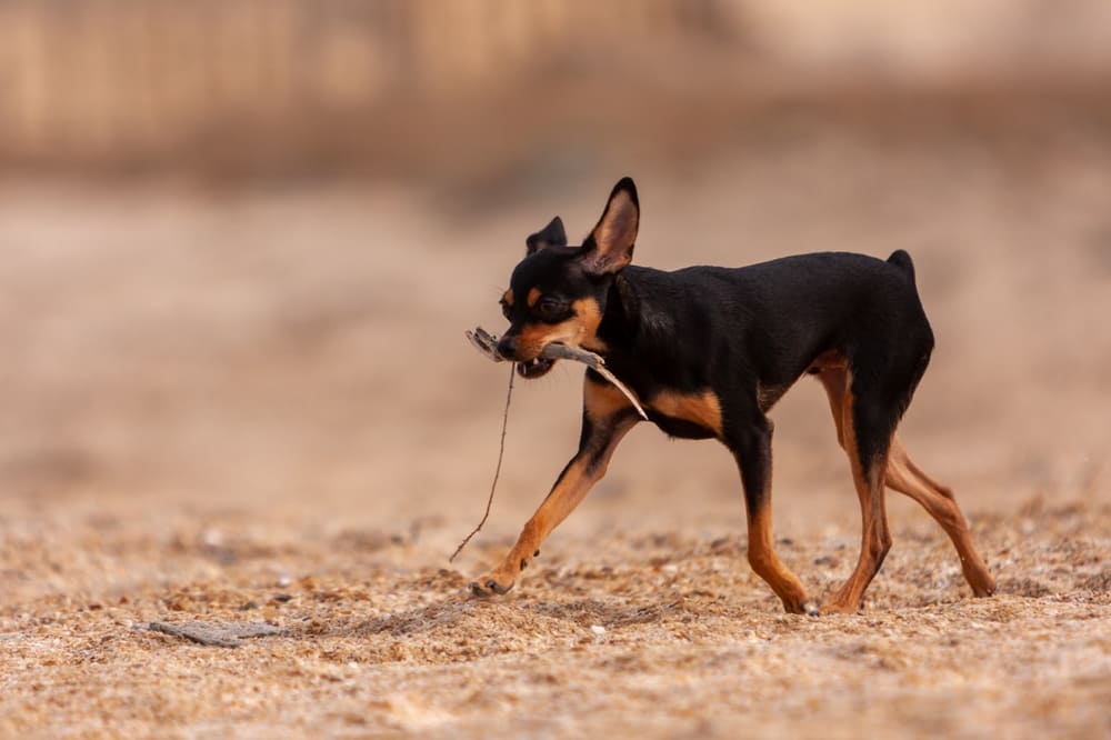 Порода русский той-терьер