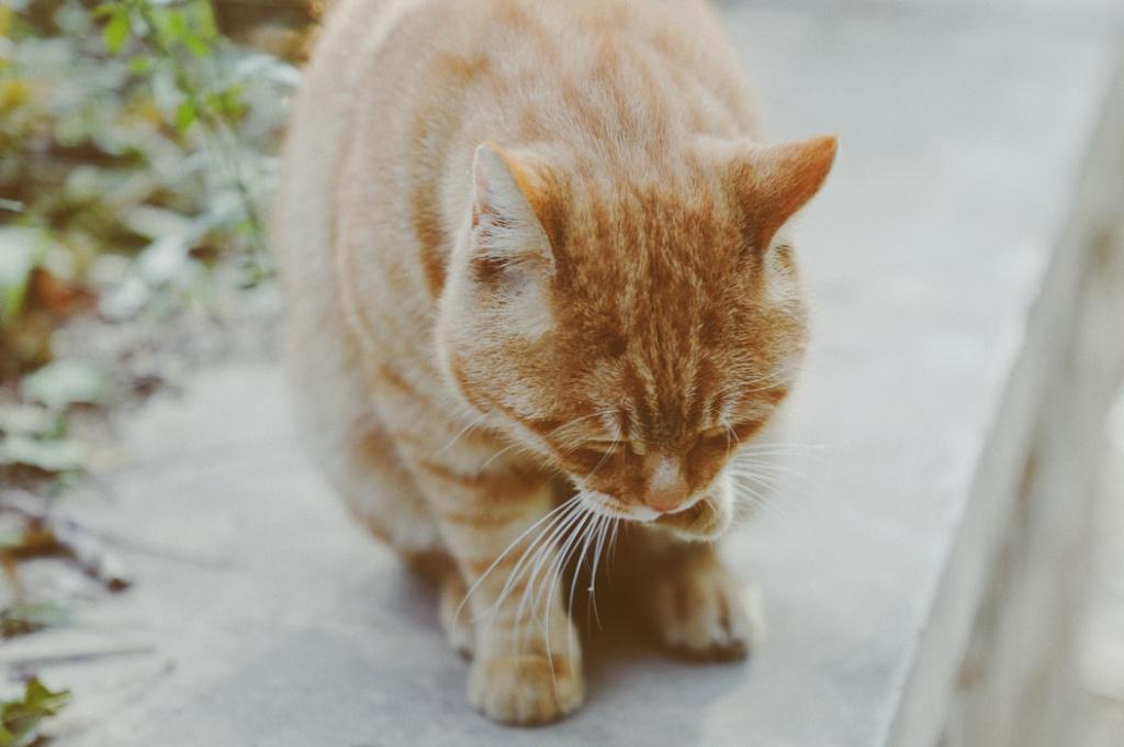 Гастрит у кошек: симптомы, разновидности и нюансы лечения 