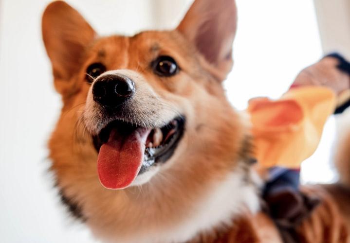 Почему у собаки пахнет изо рта: 7 распространенных причин