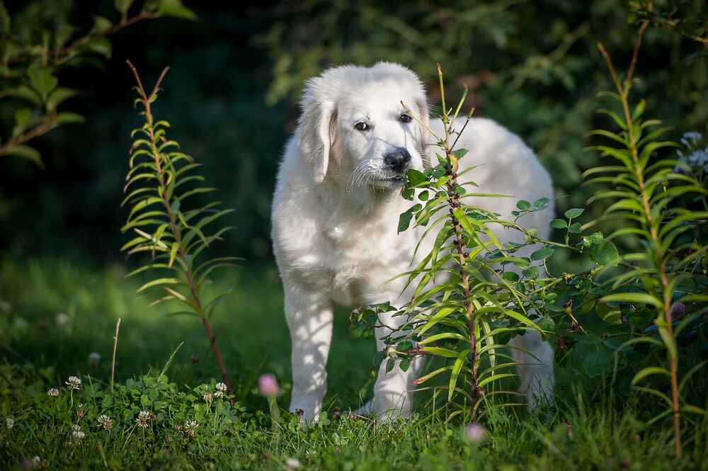 Белый словацкий чувач
