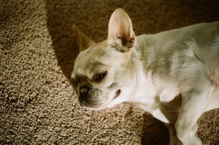 Как распознать инсульт у собаки: признаки и действия