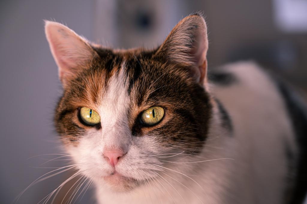 Бешенство у кошек: как распознать и можно ли вылечить? 