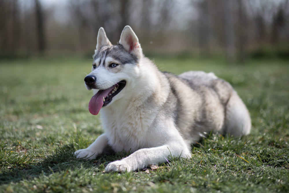 Сибирский хаски лежит на траве