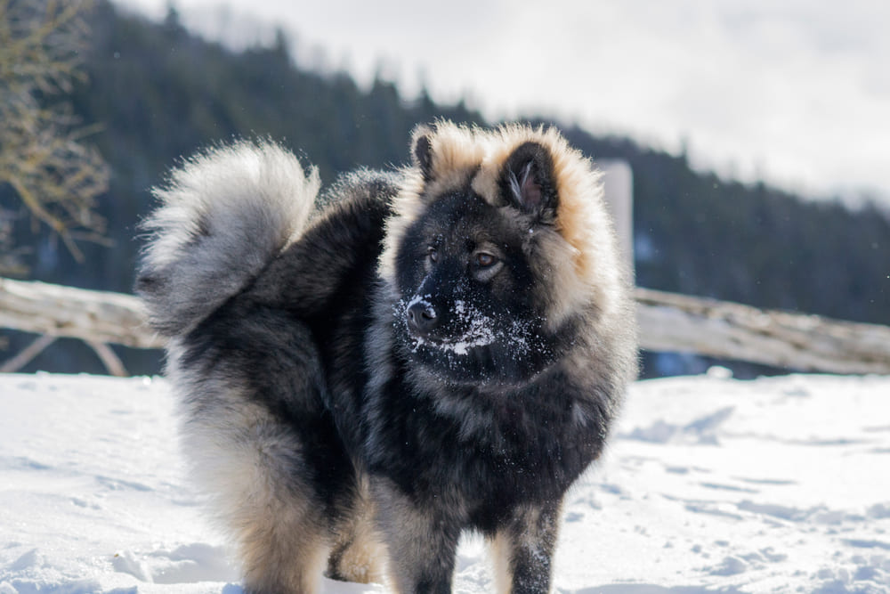 Евразиер на снегу