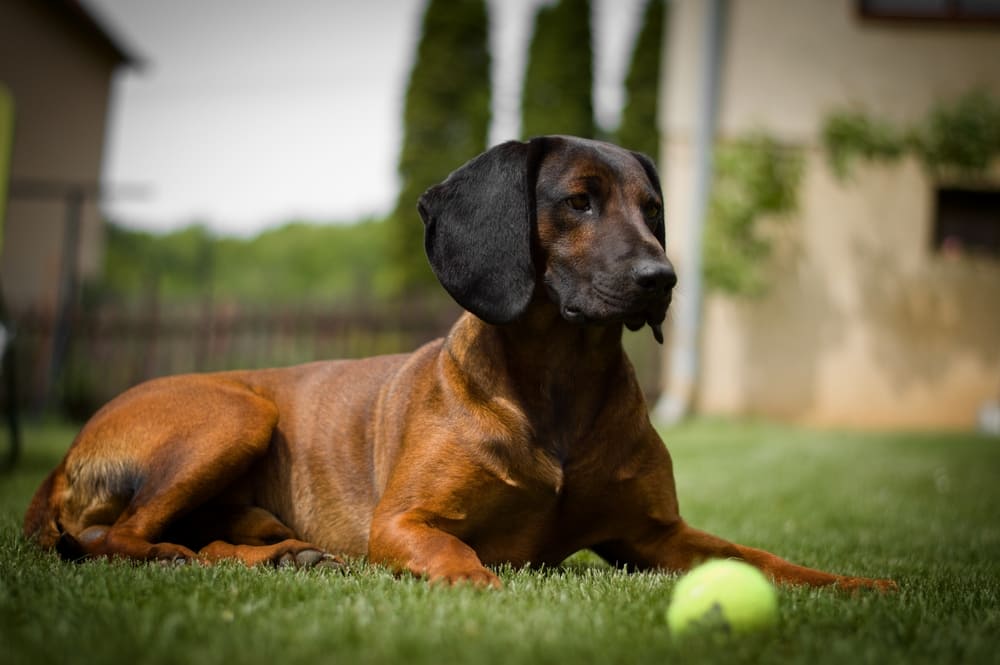 Баварская горная гончая гуляет