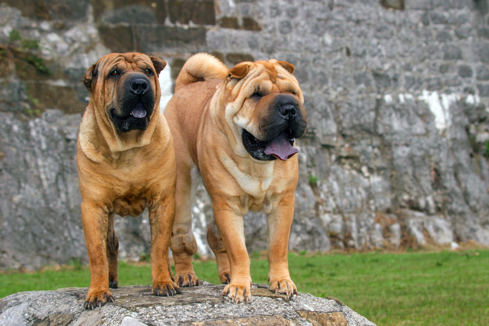 Изображениe — Два шарпея на прогулке Два шарпея на прогулке