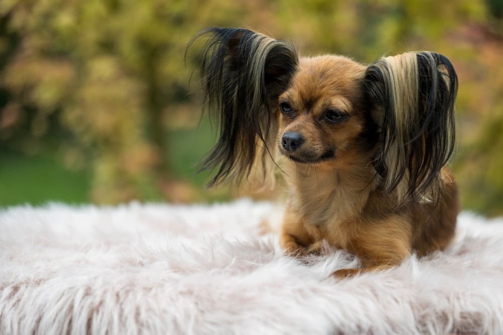 Это той-терьер