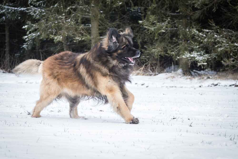 Леонбергер на снегу