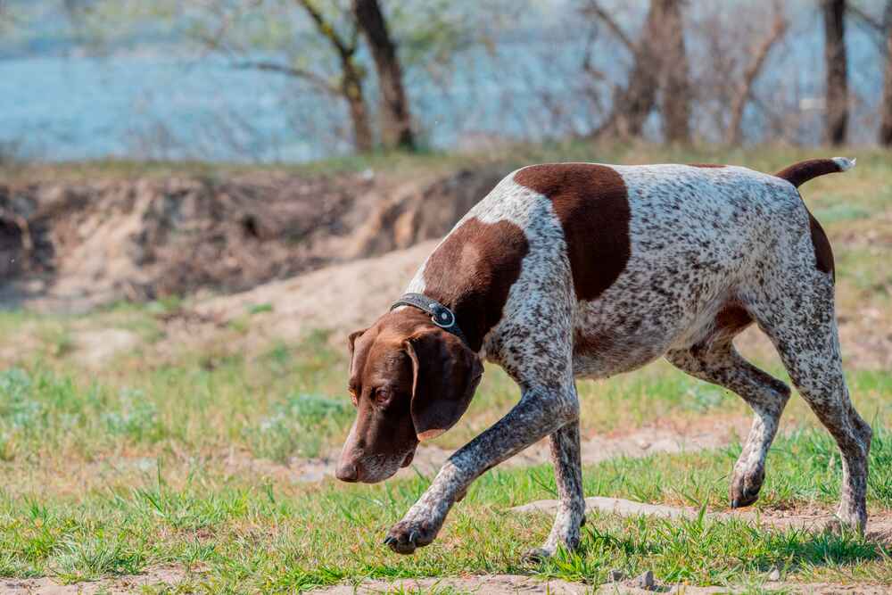 Изображениe — Курцхаар идет вперед Курцхаар идет вперед