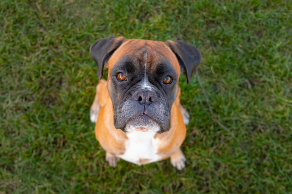 Собака немецкий боксер