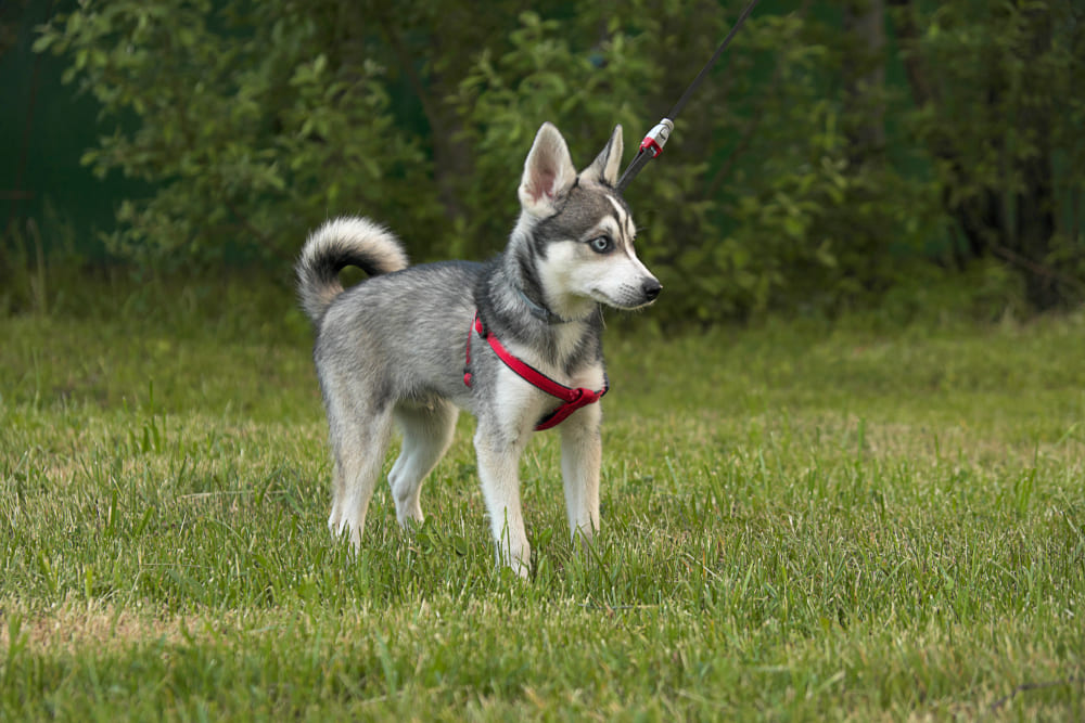 Аляскинский кли-кай на поводке