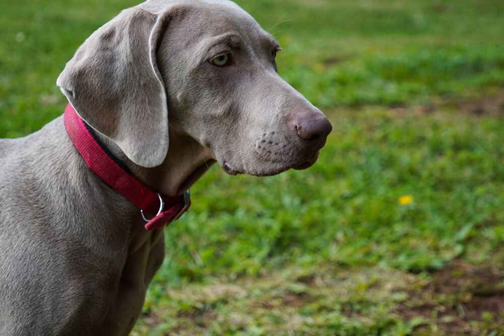 Щенок веймаранера