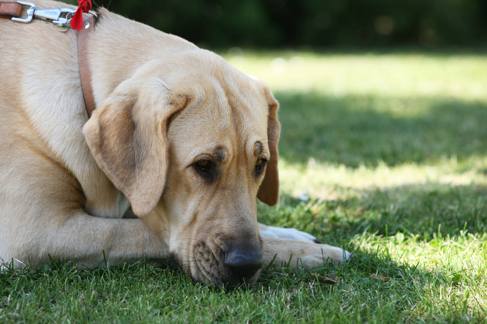 Собака брохольмер отдыхает на траве