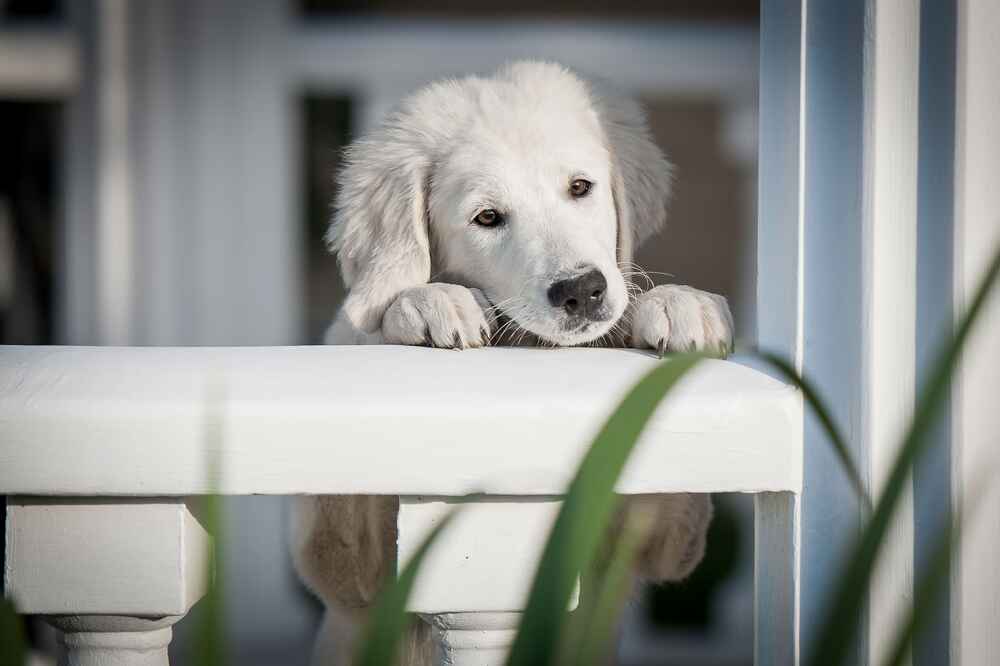 Милый щенок словацкого чувача