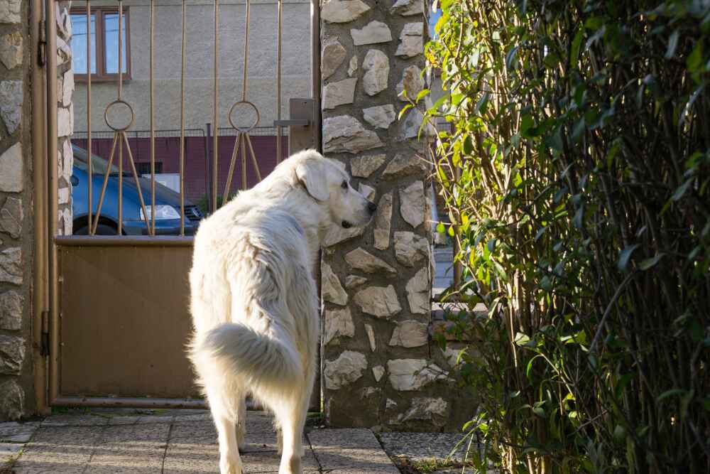 Словацкий чувач у дома