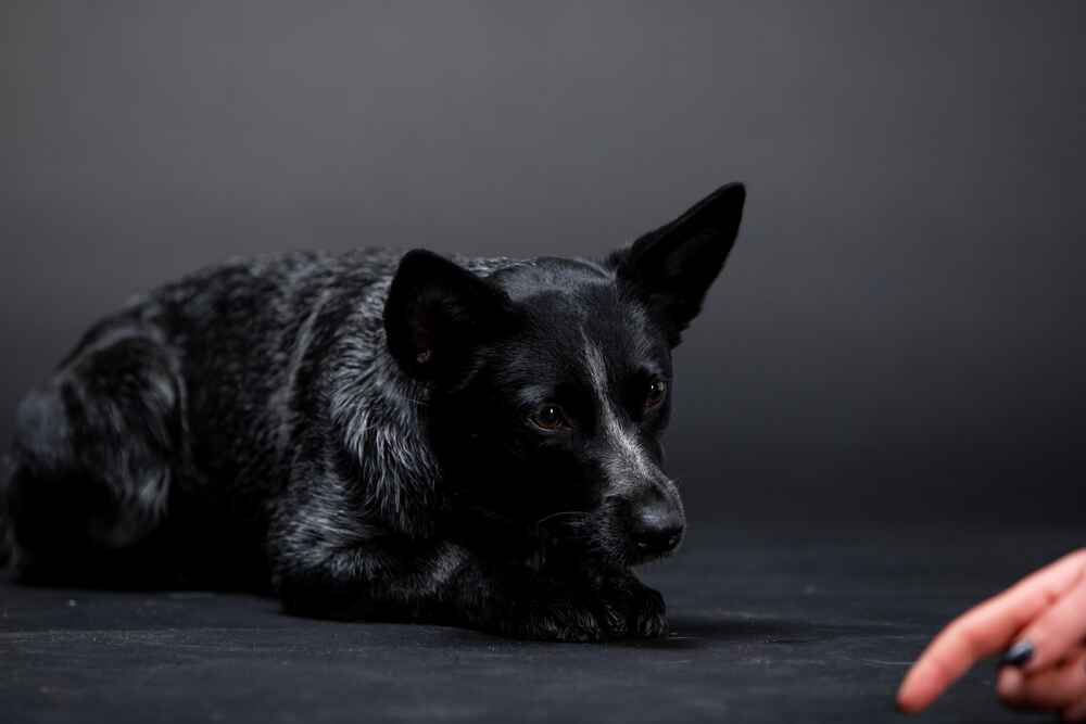 Австралийская пастушья собака на темном фоне