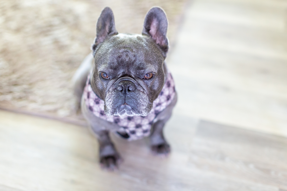 Голубой французский бульдог дома