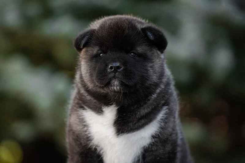 Черный щенок американской акиты