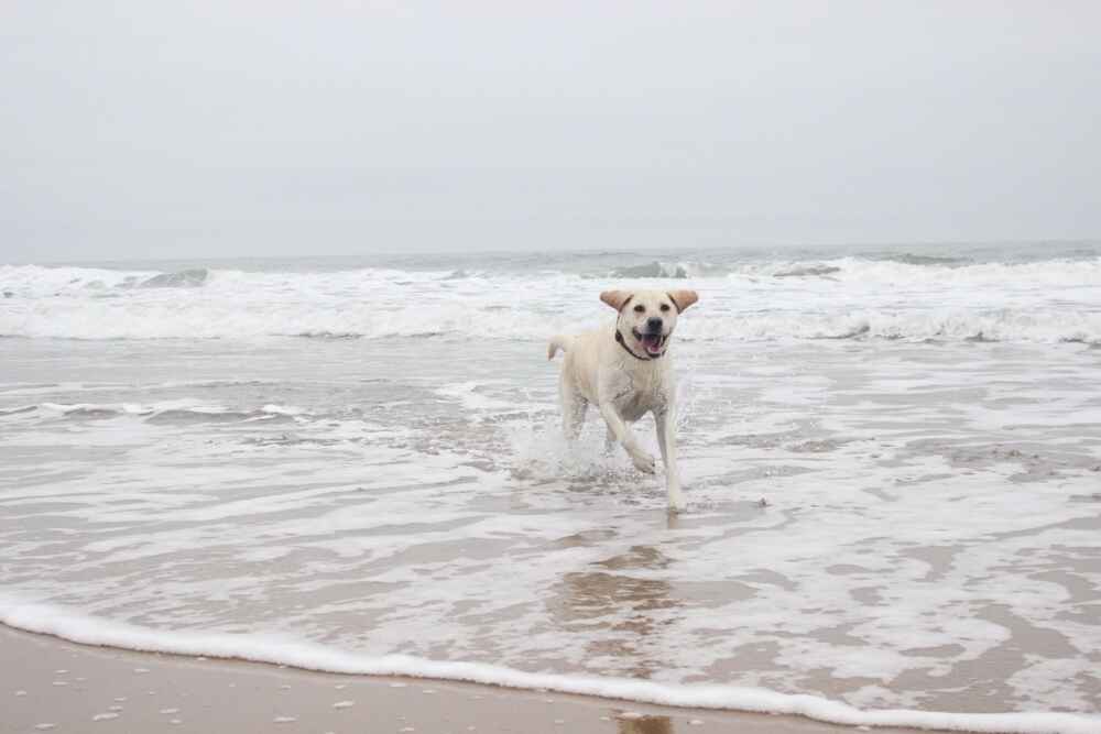Лабрадор-ретривер в море