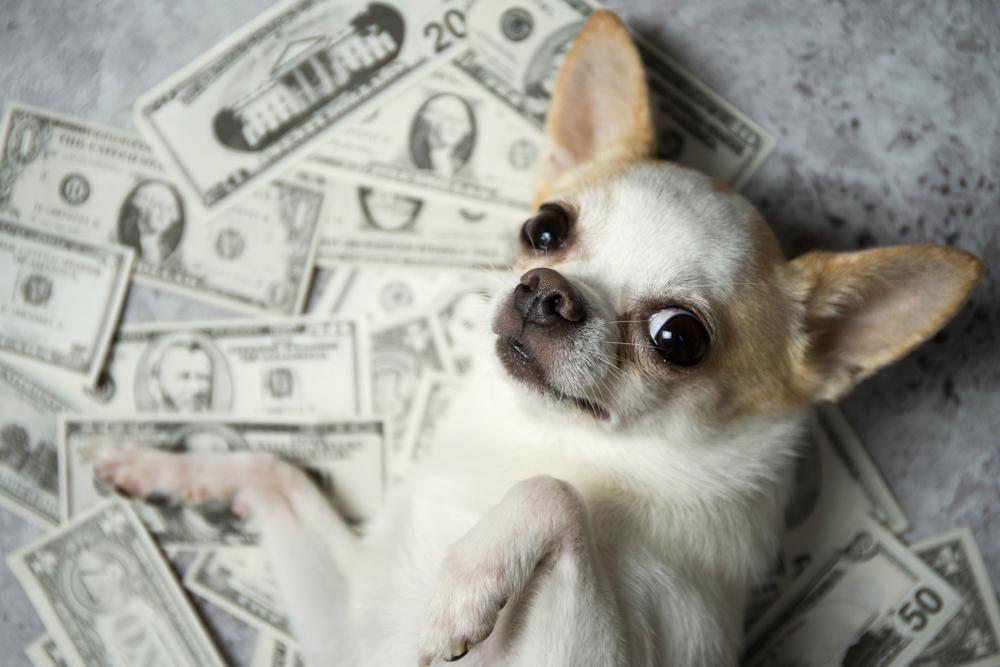 Самые дорогие породы собак в мире: средняя цена от 2000$ и выше