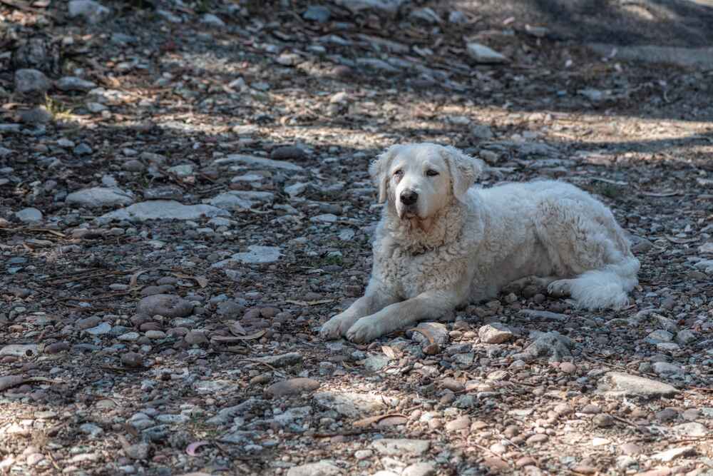Изображениe — Кувас лежит Кувас лежит