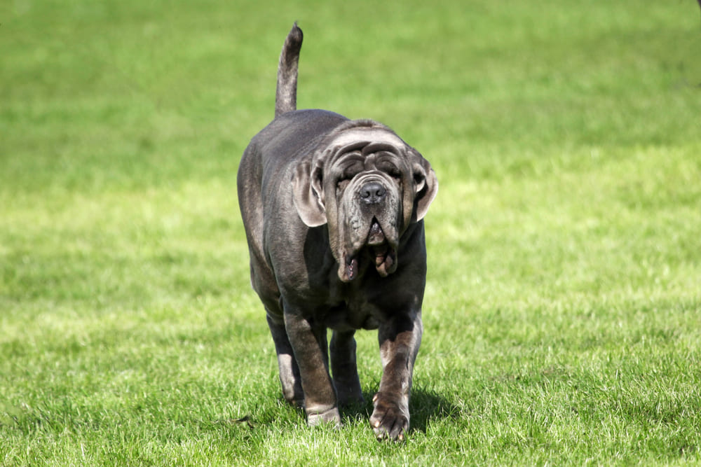 Неаполитанский мастиф летом