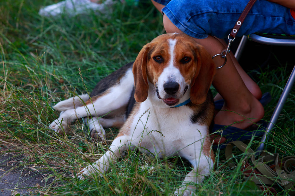 Американский фоксхаунд с поводком