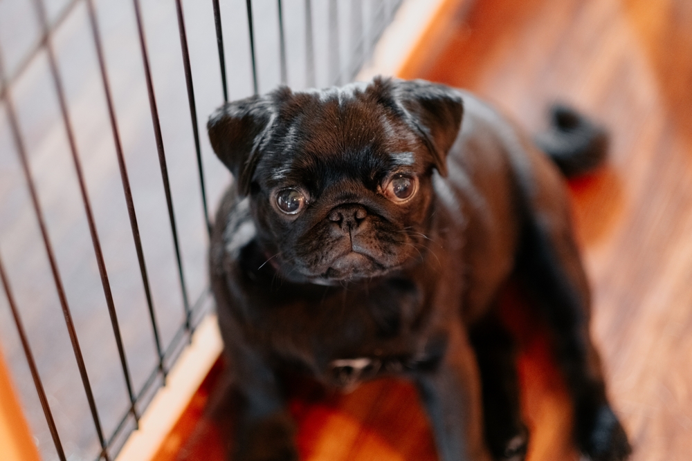 Грустный черный мопс