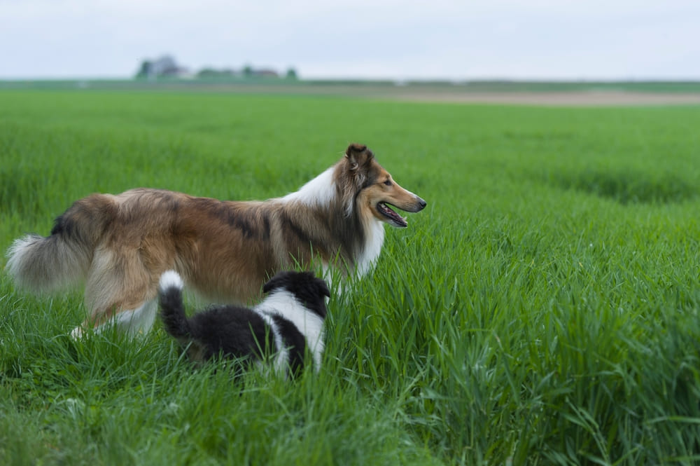 Это шотландская пастушья овчарка
