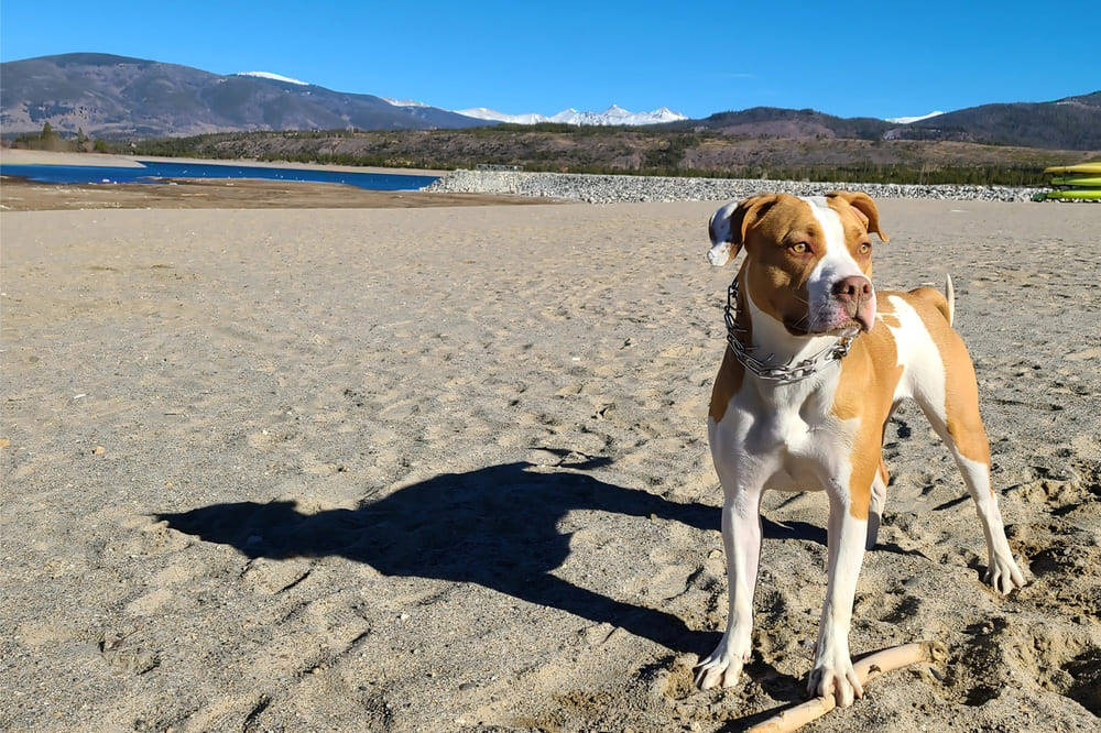 Собака питбуль на пляже