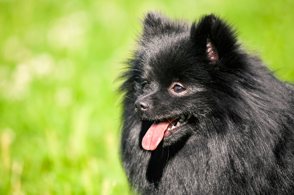 Изображениe — Черный шпиц на фоне травы Черный шпиц на фоне травы