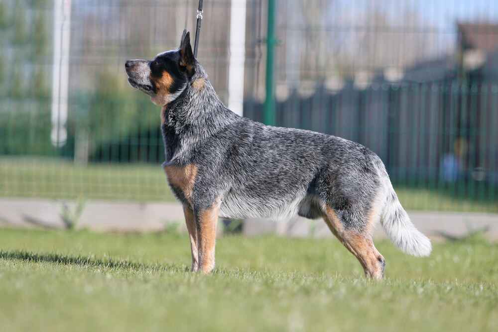 Австралийская пастушья собака стоит