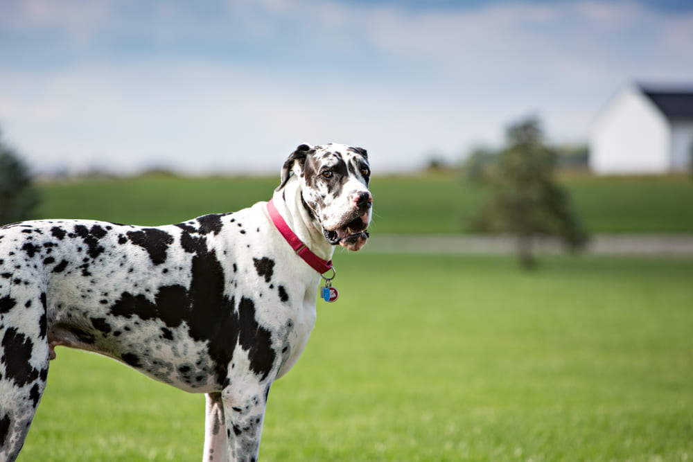 Пятнистый немецкий дог