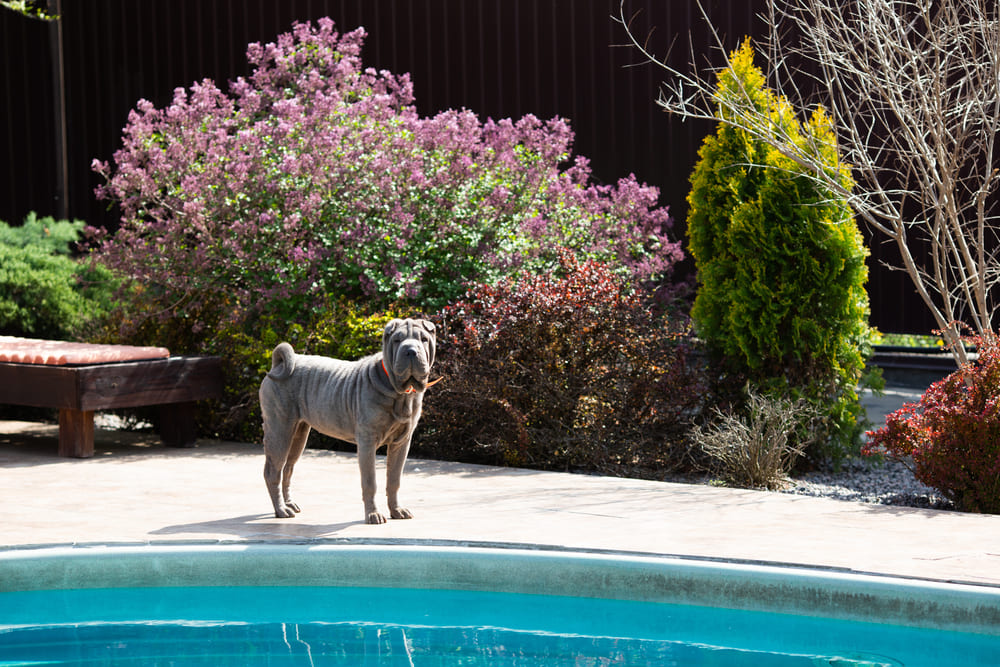 Изображениe — Шарпей у бассейна Шарпей у бассейна
