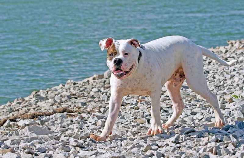 Американский бульдог гуляет у реки