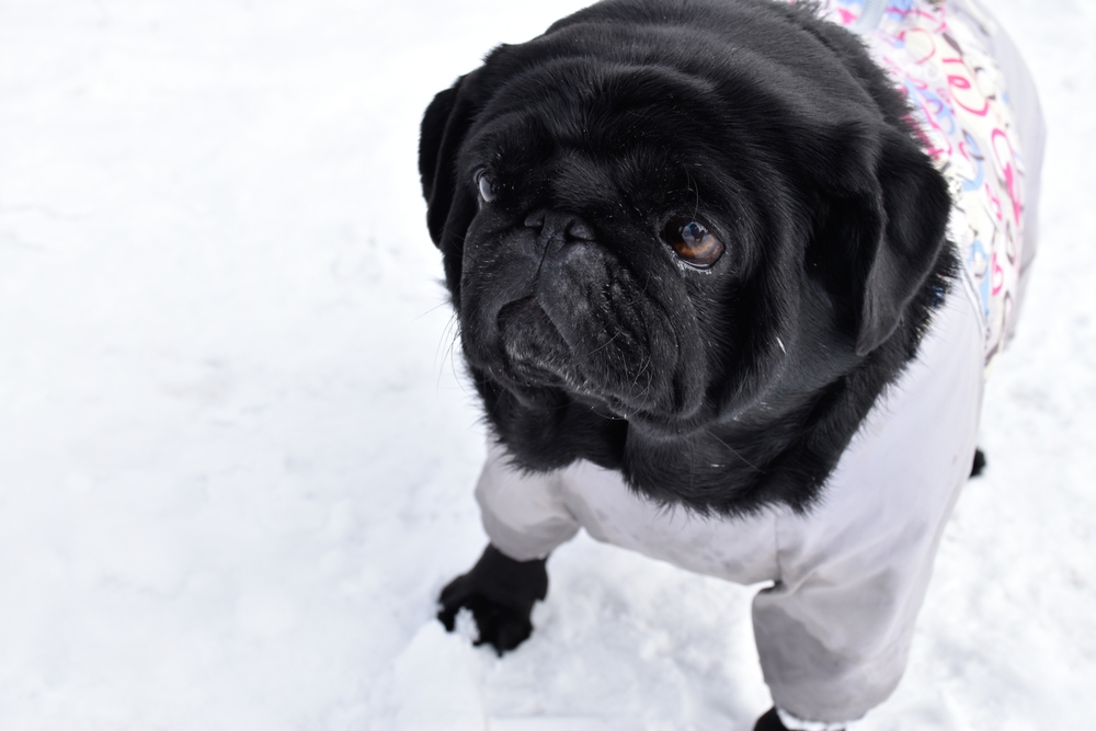 Черный мопс на снегу