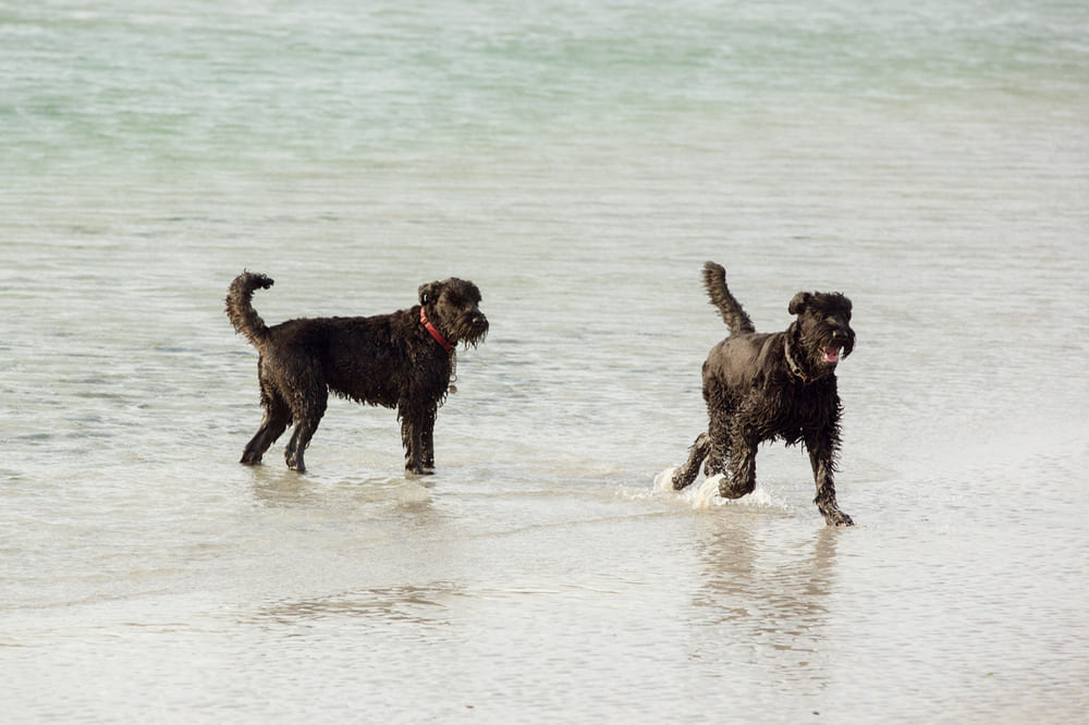Пастушья порода фландрийский бувье
