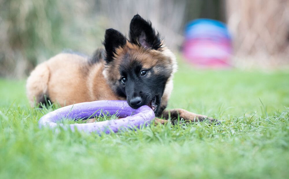 Тервюрен играет