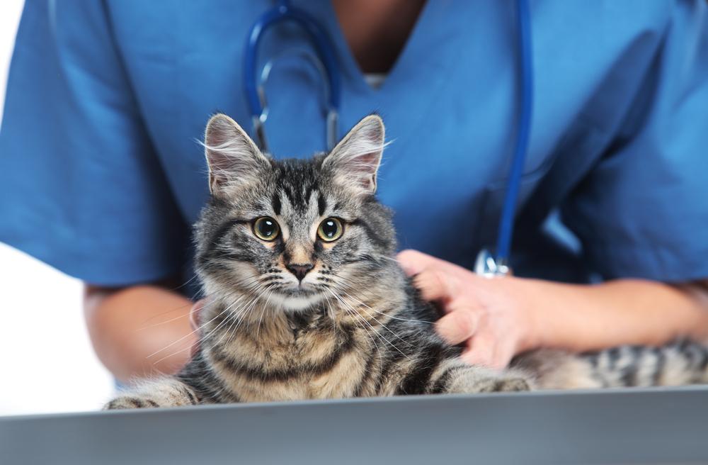 Лейкопения у кошек: причины низкого уровня лейкоцитов, опасность, лечение
