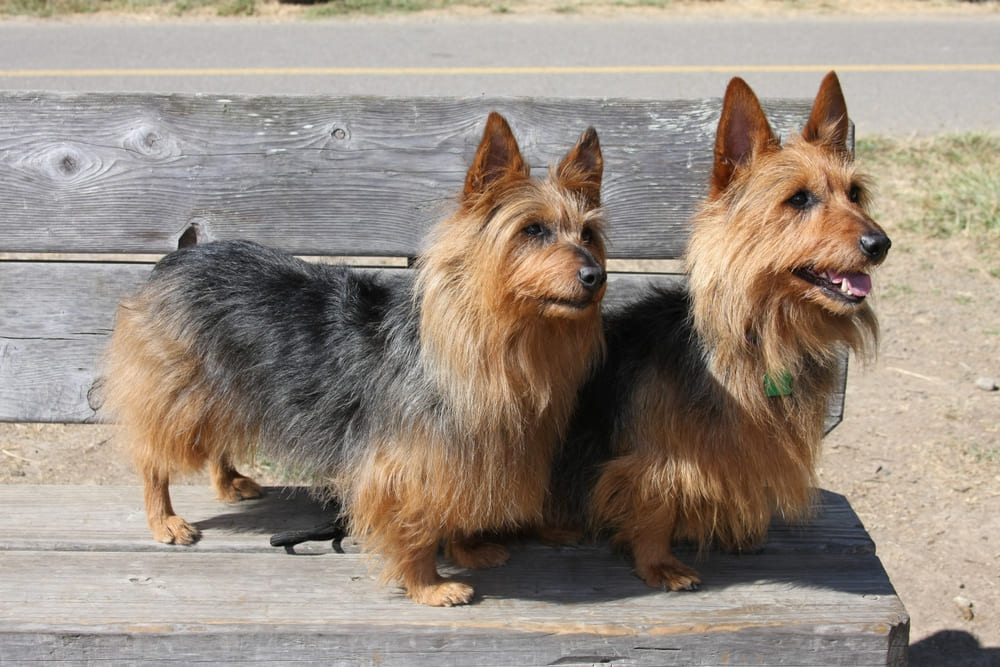 Порода австралийский терьер