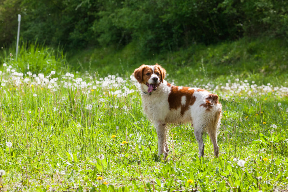 Бретонский эпаньоль в поле