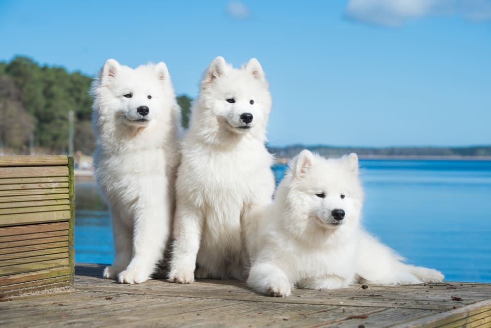 Порода самоедская собака