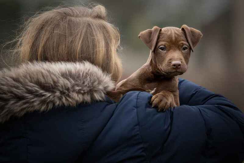 Милый щенок паттердейл-терьера