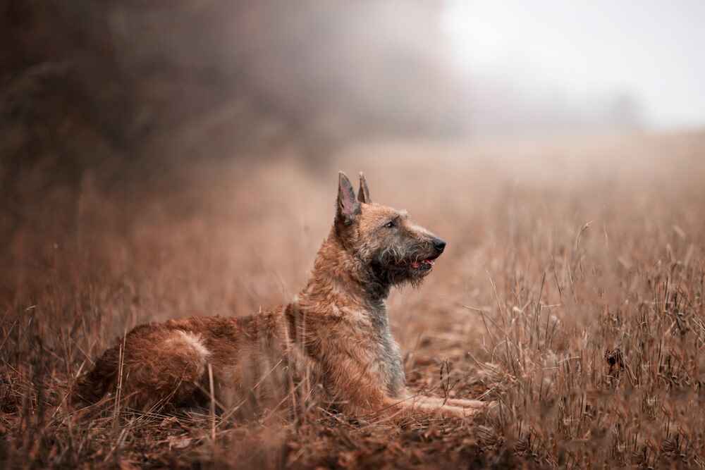 Отдыхающая лакенуа