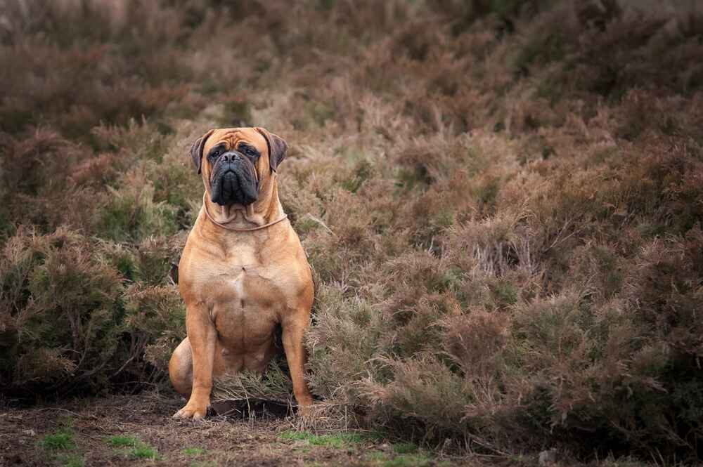 Это бульмастиф